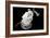 Jellyfish Glow VII-Erin Berzel-Framed Photographic Print