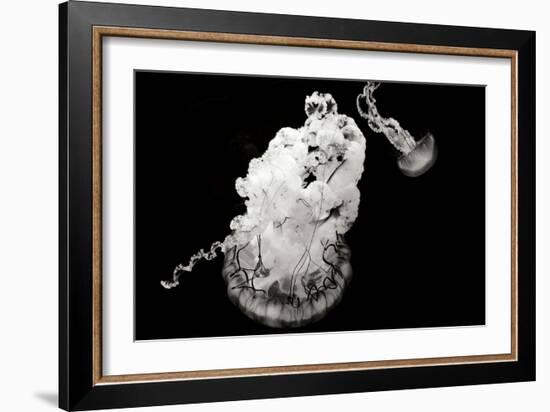 Jellyfish Glow VII-Erin Berzel-Framed Photographic Print