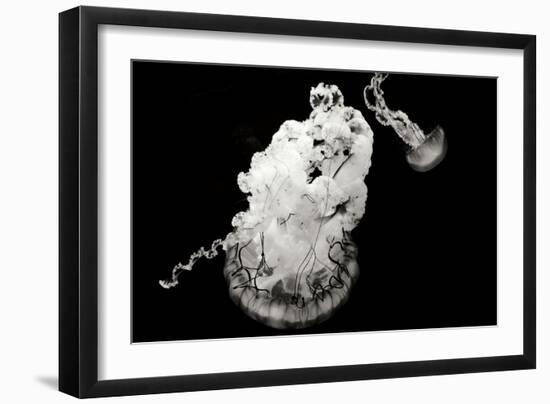 Jellyfish Glow VII-Erin Berzel-Framed Photographic Print