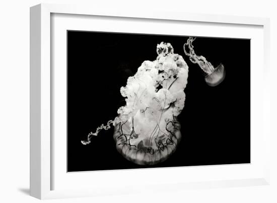 Jellyfish Glow VII-Erin Berzel-Framed Photographic Print