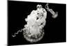Jellyfish Glow VII-Erin Berzel-Mounted Photographic Print