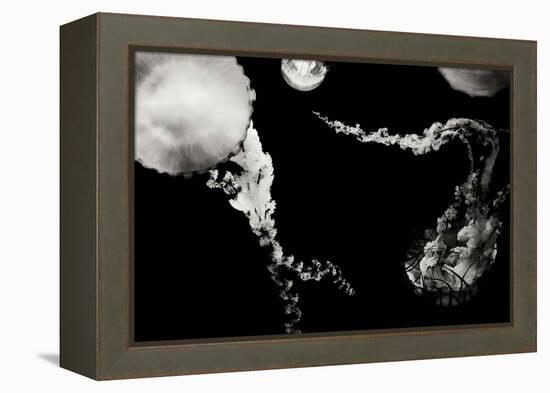 Jellyfish Glow VIII-Erin Berzel-Framed Premier Image Canvas