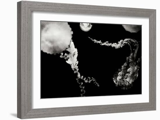 Jellyfish Glow VIII-Erin Berzel-Framed Photographic Print