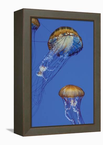 Jellyfish I-Erin Berzel-Framed Premier Image Canvas