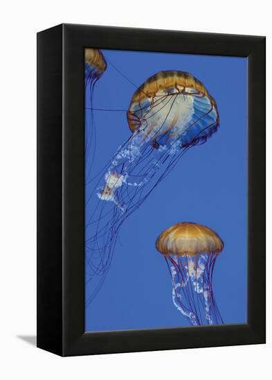 Jellyfish I-Erin Berzel-Framed Premier Image Canvas