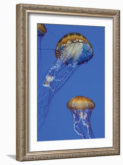 Jellyfish I-Erin Berzel-Framed Photographic Print