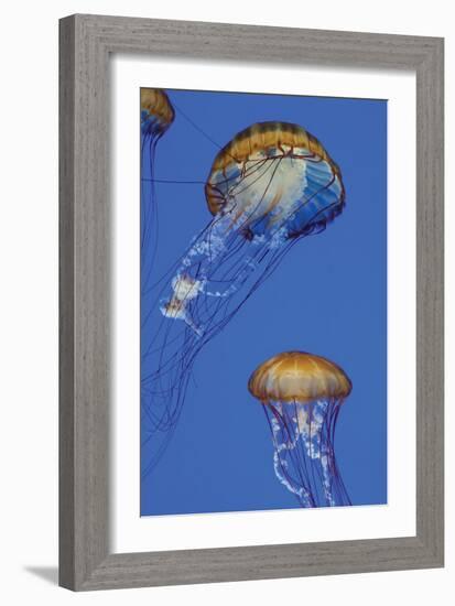 Jellyfish I-Erin Berzel-Framed Photographic Print