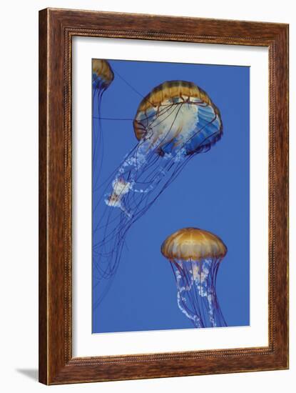 Jellyfish I-Erin Berzel-Framed Photographic Print