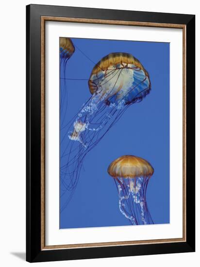 Jellyfish I-Erin Berzel-Framed Photographic Print