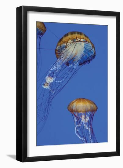 Jellyfish I-Erin Berzel-Framed Photographic Print