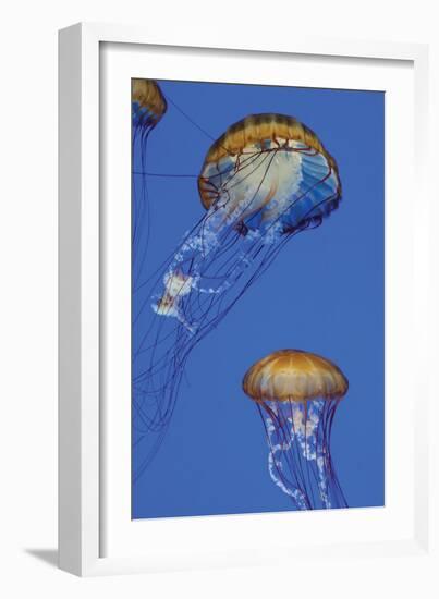 Jellyfish I-Erin Berzel-Framed Photographic Print