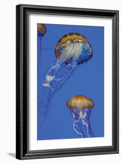 Jellyfish I-Erin Berzel-Framed Photographic Print