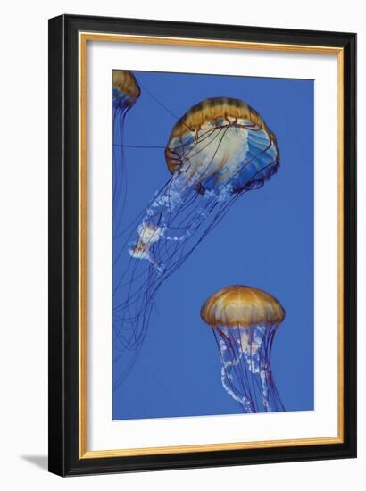 Jellyfish I-Erin Berzel-Framed Photographic Print