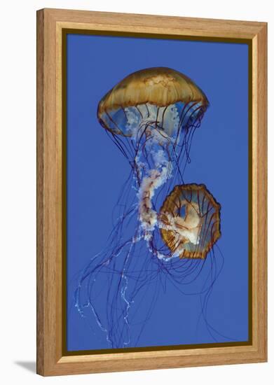 Jellyfish II-Erin Berzel-Framed Premier Image Canvas