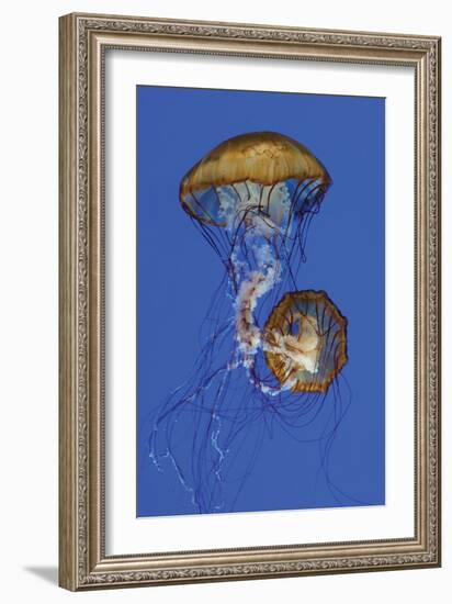 Jellyfish II-Erin Berzel-Framed Photographic Print