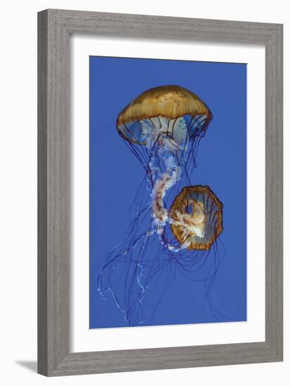 Jellyfish II-Erin Berzel-Framed Photographic Print