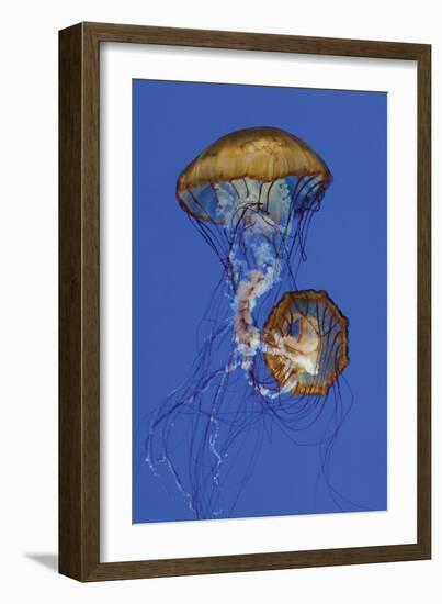 Jellyfish II-Erin Berzel-Framed Photographic Print