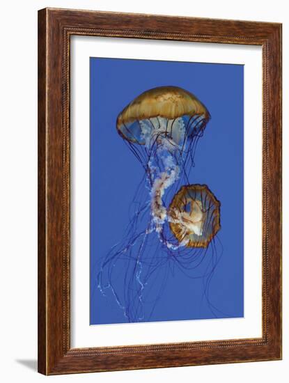 Jellyfish II-Erin Berzel-Framed Photographic Print