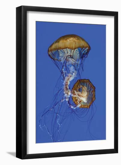 Jellyfish II-Erin Berzel-Framed Photographic Print