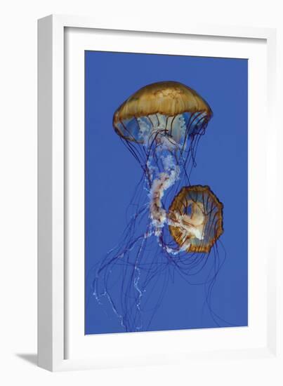 Jellyfish II-Erin Berzel-Framed Photographic Print