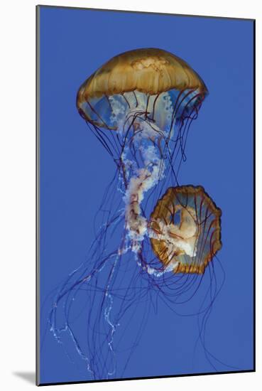 Jellyfish II-Erin Berzel-Mounted Photographic Print