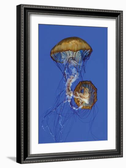 Jellyfish II-Erin Berzel-Framed Photographic Print