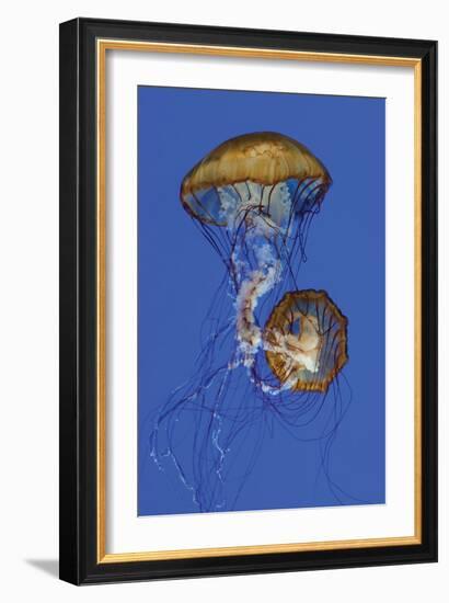 Jellyfish II-Erin Berzel-Framed Photographic Print