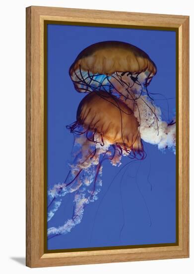 Jellyfish III-Erin Berzel-Framed Premier Image Canvas