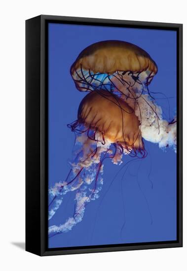 Jellyfish III-Erin Berzel-Framed Premier Image Canvas