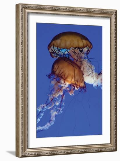 Jellyfish III-Erin Berzel-Framed Photographic Print