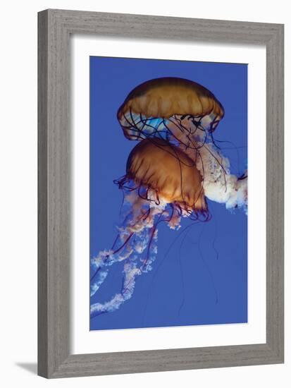 Jellyfish III-Erin Berzel-Framed Photographic Print