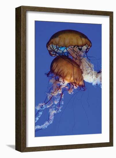 Jellyfish III-Erin Berzel-Framed Photographic Print