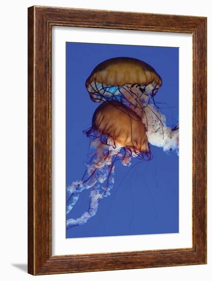 Jellyfish III-Erin Berzel-Framed Photographic Print