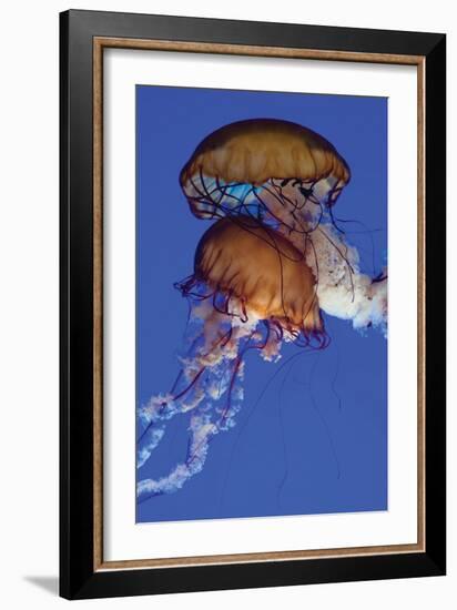 Jellyfish III-Erin Berzel-Framed Photographic Print