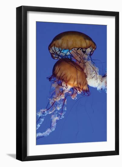 Jellyfish III-Erin Berzel-Framed Photographic Print