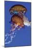 Jellyfish III-Erin Berzel-Mounted Photographic Print