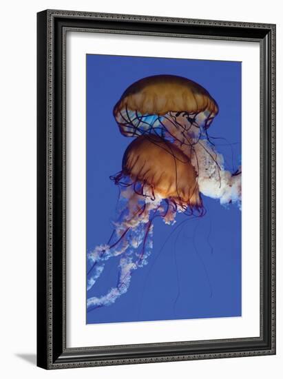 Jellyfish III-Erin Berzel-Framed Photographic Print