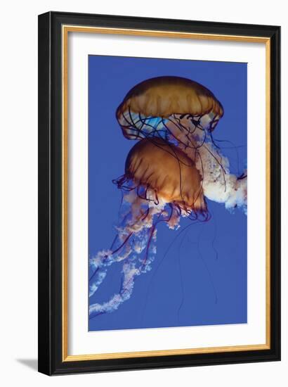 Jellyfish III-Erin Berzel-Framed Photographic Print