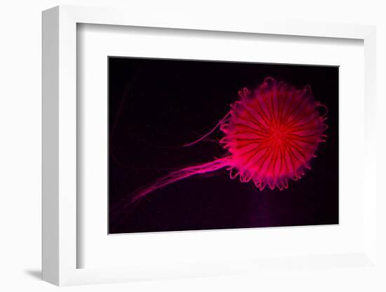 Jellyfish in Aquarium of Quebec, Sainte-Foy, Quebec City, Quebec, Canada-Panoramic Images-Framed Photographic Print