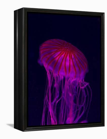 Jellyfish in Aquarium of Quebec, Sainte-Foy, Quebec City, Quebec, Canada-Panoramic Images-Framed Premier Image Canvas