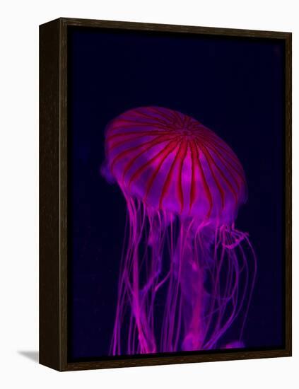 Jellyfish in Aquarium of Quebec, Sainte-Foy, Quebec City, Quebec, Canada-Panoramic Images-Framed Premier Image Canvas