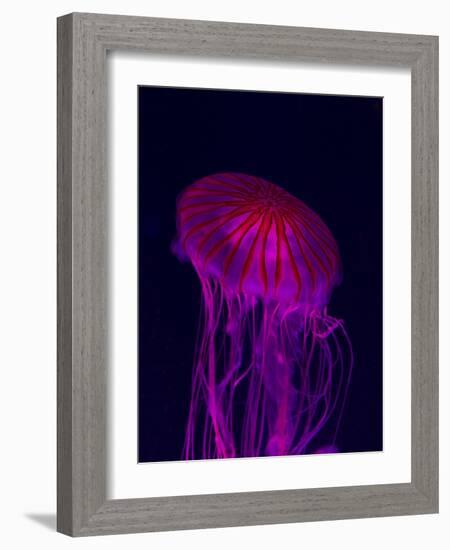 Jellyfish in Aquarium of Quebec, Sainte-Foy, Quebec City, Quebec, Canada-Panoramic Images-Framed Photographic Print