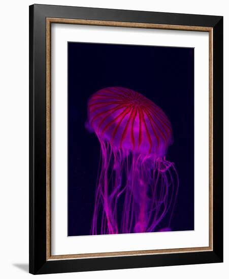 Jellyfish in Aquarium of Quebec, Sainte-Foy, Quebec City, Quebec, Canada-Panoramic Images-Framed Photographic Print