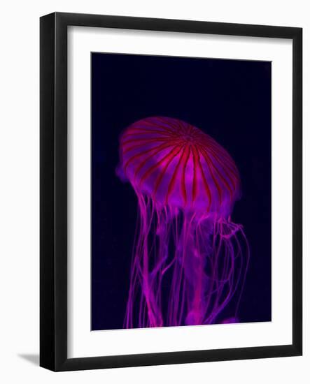 Jellyfish in Aquarium of Quebec, Sainte-Foy, Quebec City, Quebec, Canada-Panoramic Images-Framed Photographic Print