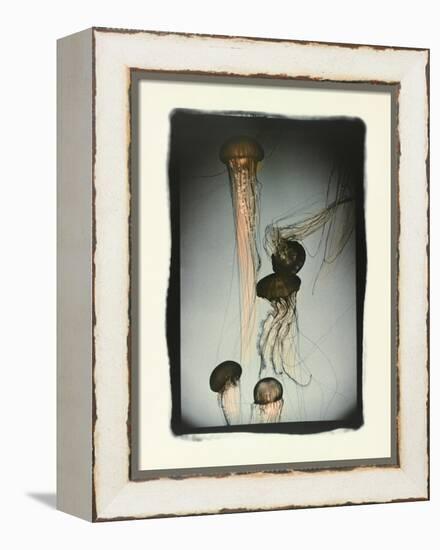 Jellyfish in Motion 1-Theo Westenberger-Framed Premier Image Canvas