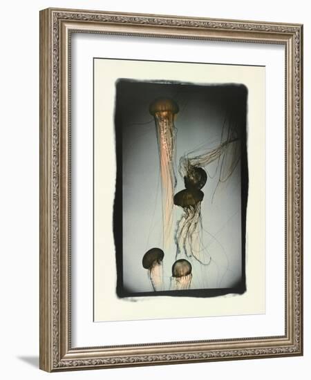 Jellyfish in Motion 1-Theo Westenberger-Framed Photographic Print