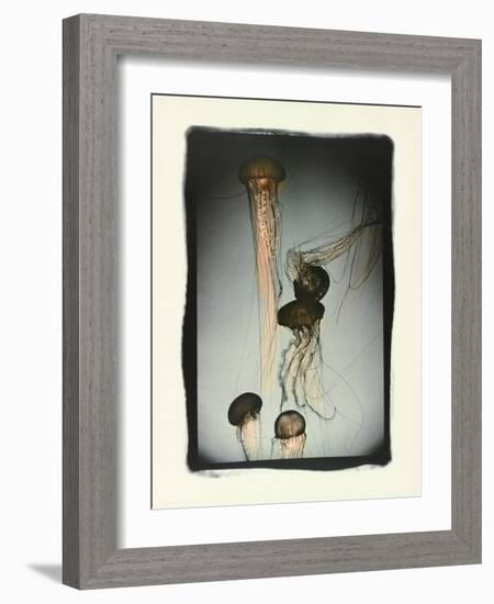 Jellyfish in Motion 1-Theo Westenberger-Framed Photographic Print