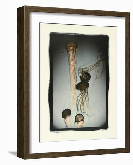 Jellyfish in Motion 1-Theo Westenberger-Framed Photographic Print