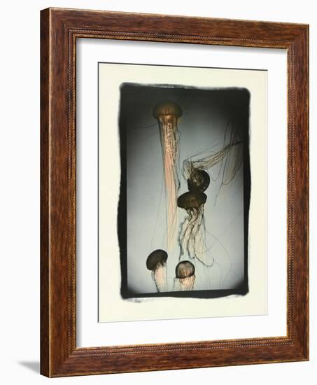 Jellyfish in Motion 1-Theo Westenberger-Framed Photographic Print