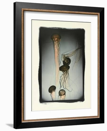 Jellyfish in Motion 1-Theo Westenberger-Framed Photographic Print